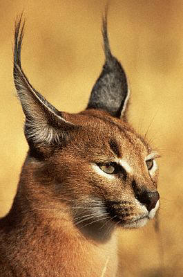 caracal